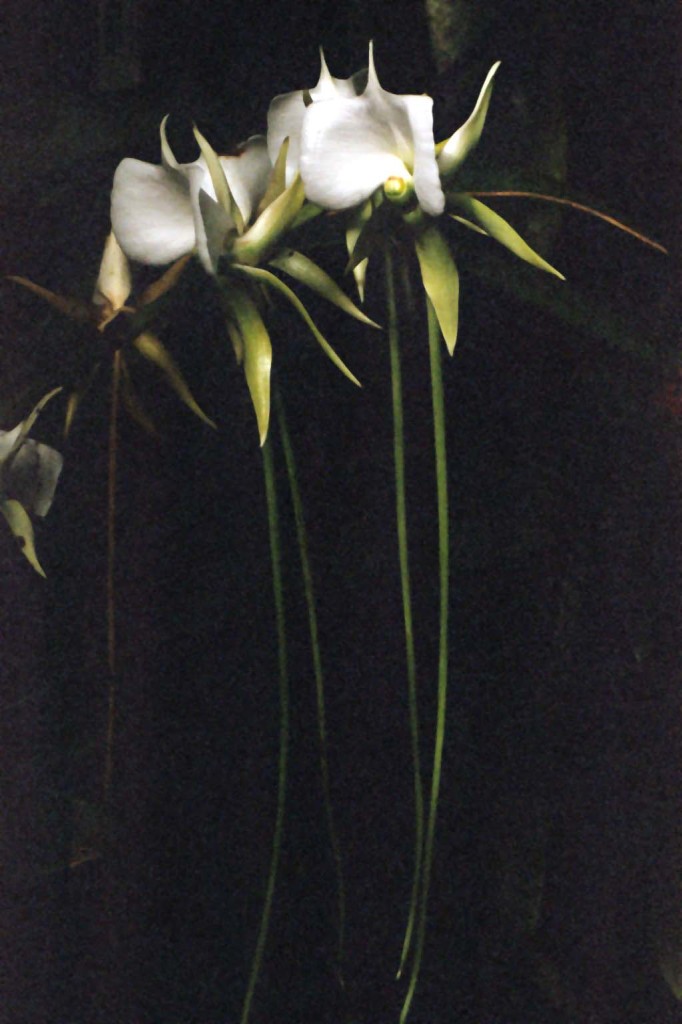 WhiteOrchid2